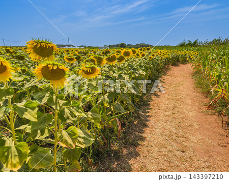 A dirt path winds through a vibrant field of blooming yellow sunflowers under a clear blue sky on a bright summer day in the countryside A dirt path winds through a vibrant field of blooming yellow sunflowers under a clear blue sky on a bright summer day in the countryside 143397210