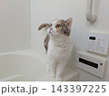三毛猫　お風呂探検 143397225