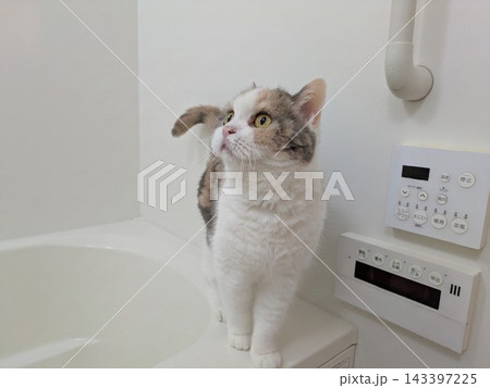 三毛猫 お風呂探検 三毛猫 お風呂探検 143397225