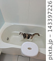 三毛猫　お風呂探検 143397226