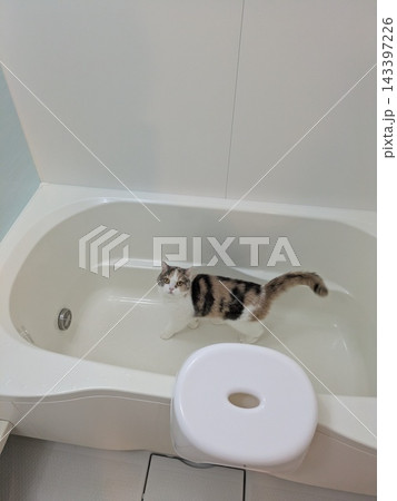 三毛猫 お風呂探検 三毛猫 お風呂探検 143397226