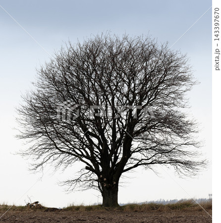 Oak tree, winter and nature with dark landscape for recycle, blue sky in environment for climate change. Eco friendly, countryside and natural on planet earth, ecology and sustainability in woods 143397670