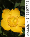 Macro close up of a bright yellow St Johns wort flower blooming in garden 143397748