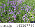Beautiful purple lavender flowers blooming in dense summer garden bed 143397749