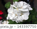 Macro detail of white geranium flower cluster blooming in soft light 143397750