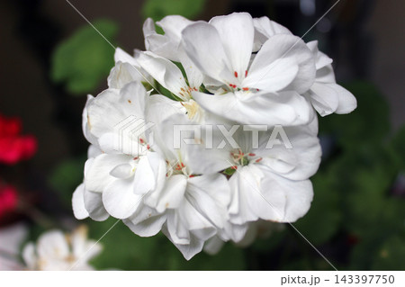 Macro detail of white geranium flower cluster blooming in soft light Macro detail of white geranium flower cluster blooming in soft light 143397750