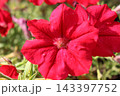 Vivid red petunia flower blooming close up in garden sunshine 143397752