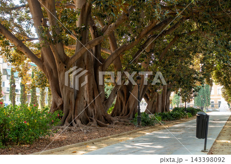 Path lined with giant centennial ficus trees in a public city park 143398092