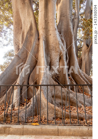 Massive roots and trunk of a centennial ficus tree in a public park 143398094
