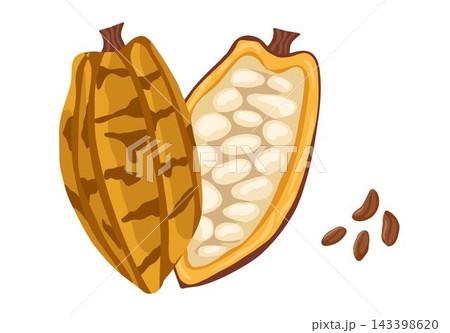 Cacao beans isolated on white background. Vector hand drawn cartoon illustration of chocolate pod for food, natural product designs, stickers and print 143398620