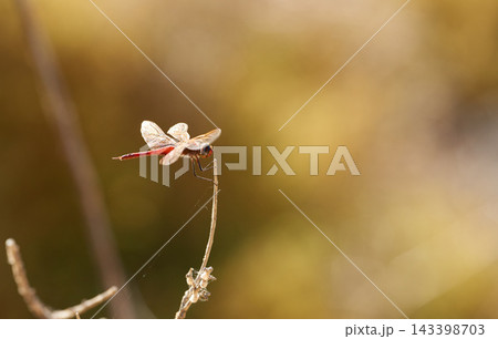 Dragonfly, insect and outdoor on plant in nature with mock up space for ecology, sustainability and promotion. Bug, animal and rest from flight in search of food with wings, growth and environment Dragonfly, insect and outdoor on plant in nature with mock up space for ecology, sustainability and promotion. Bug, animal and rest from flight in search of food with wings, growth and environment 143398703