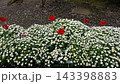 江ノ島にある植物園 143398883