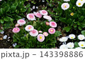 江ノ島にある植物園 143398886