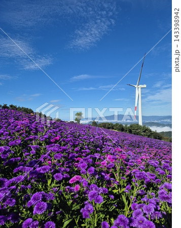 Vibrant Purple Aster Flower Field and Wind Turbine on Mountain Peak 143398942