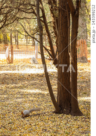 White squirrel on yellow autumn leaves near massive tree trunk in sunny park vertical shot White squirrel on yellow autumn leaves near massive tree trunk in sunny park vertical shot 143399212