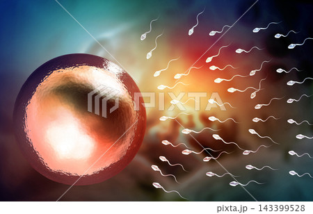 Guman sperm with egg. Egg Cell Fertilization with Sperm Cells 143399528