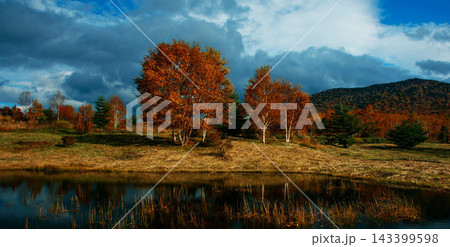forest in autumn forest in autumn 143399598
