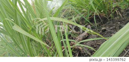 rice plants growing in the garden rice plants growing in the garden 143399762