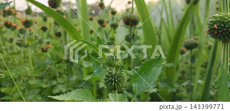 green grass growing in the field green grass growing in the field 143399771