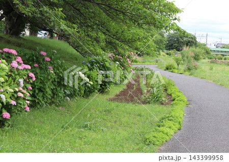 初夏の公園に咲くピンク色や白色や青色などのアジサイの花 143399958