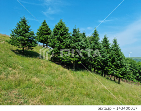 Grass hills and fir trees. Grass hills and fir trees. 143400017