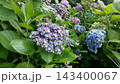 青い紫陽花 143400067
