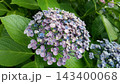 青い紫陽花 143400068