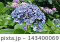 青い紫陽花 143400069