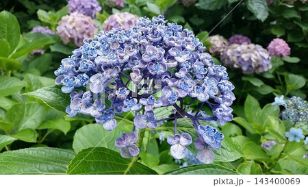 青い紫陽花 143400069