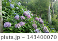 青い紫陽花 143400070