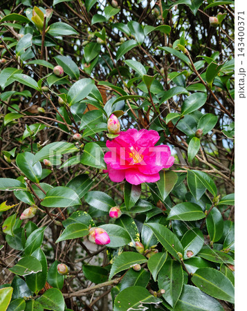 These are the camellia flowers of Jeju Island in full bloom. 143400371