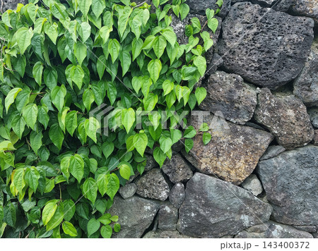 Ivy and basalt stone walls. Ivy and basalt stone walls. 143400372