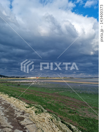 This is a beach in Jeju Island full of seaweed. 143400373