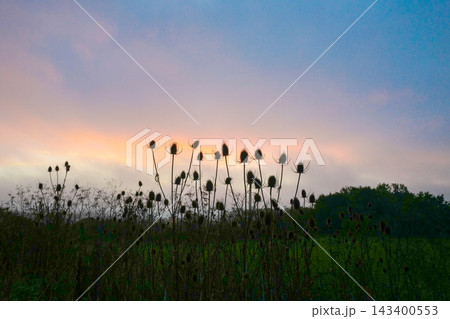 Silhouetted wild teasel seed heads in a rural field backlit by a vibrant golden sunrise Silhouetted wild teasel seed heads in a rural field backlit by a vibrant golden sunrise 143400553