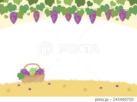 秋の味覚のぶどうの畑とカゴに入ったぶどうの実の背景 秋の味覚のぶどうの畑とカゴに入ったぶどうの実の背景 143400750