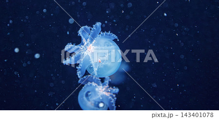 Translucent blue jellyfish swimming in dark ocean depth Translucent blue jellyfish swimming in dark ocean depth 143401078
