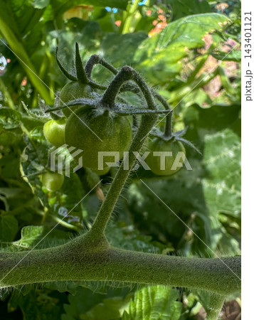Green tomatoes on the vine in a greenhouse Green tomatoes on the vine in a greenhouse 143401121