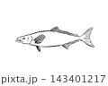 スギの手描き線画イラスト 143401217