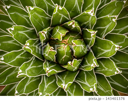 Succulent plant close-up, fresh leaves detail of Agave victoriae reginae Succulent plant close-up, fresh leaves detail of Agave victoriae reginae 143401376