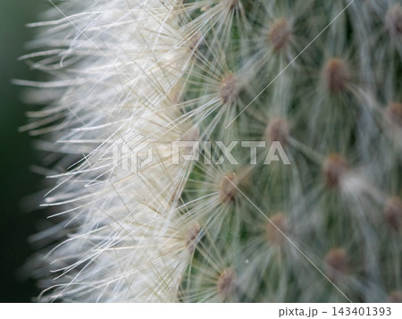 The soft white hairs and spines of the cactus The soft white hairs and spines of the cactus 143401393