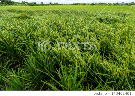 Rice plants that are bearing grains in the rice field Rice plants that are bearing grains in the rice field 143401401