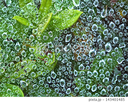 蜘蛛の巣に水滴 蜘蛛の巣に水滴 143401485