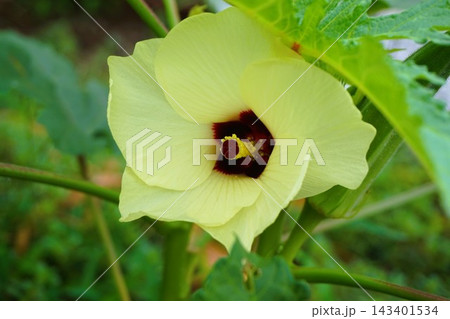 オクラ 花 果実 野菜 オクラ 花 果実 野菜 143401534