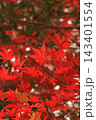鮮やかな紅葉 143401554