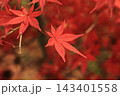 真っ赤な紅葉 143401558