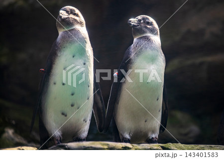 ペンギン ぺんぎん ペンギン 143401583