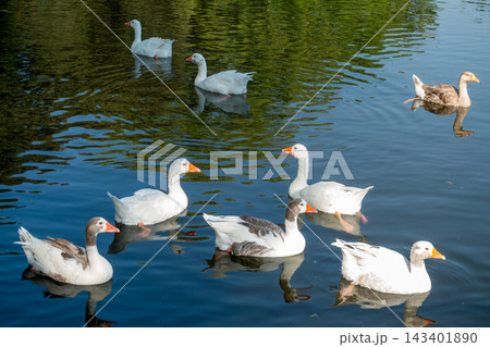 White Ducks Swimming in a Lake Water White Ducks Swimming in a Lake Water 143401890