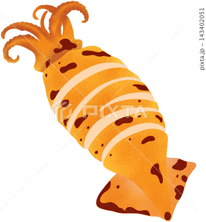 grilled squid illustration 143402051