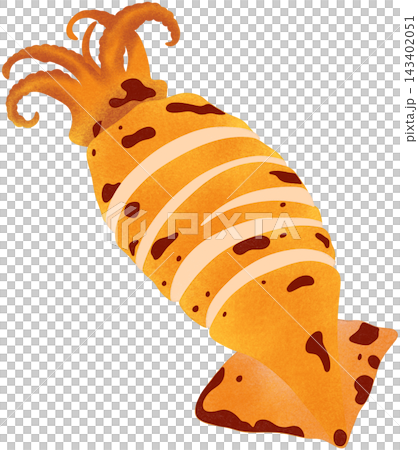 grilled squid illustration 143402051