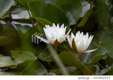 Two white water lilies Nymphaea pond green leaves, macro 143402075